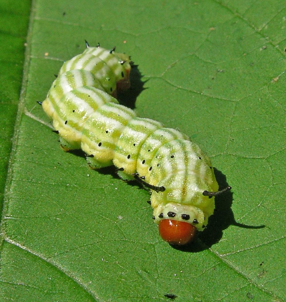 Rosy Maple Moth Caterpillar